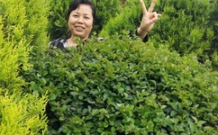 冬月枫作品封面